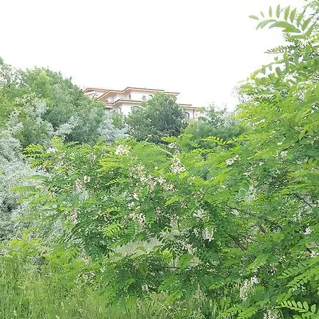 C32 In Dream Complex Rawda